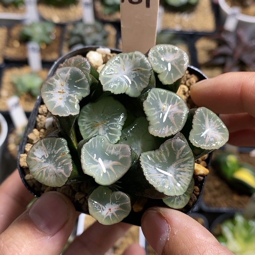 【闪购商品】181瑞云