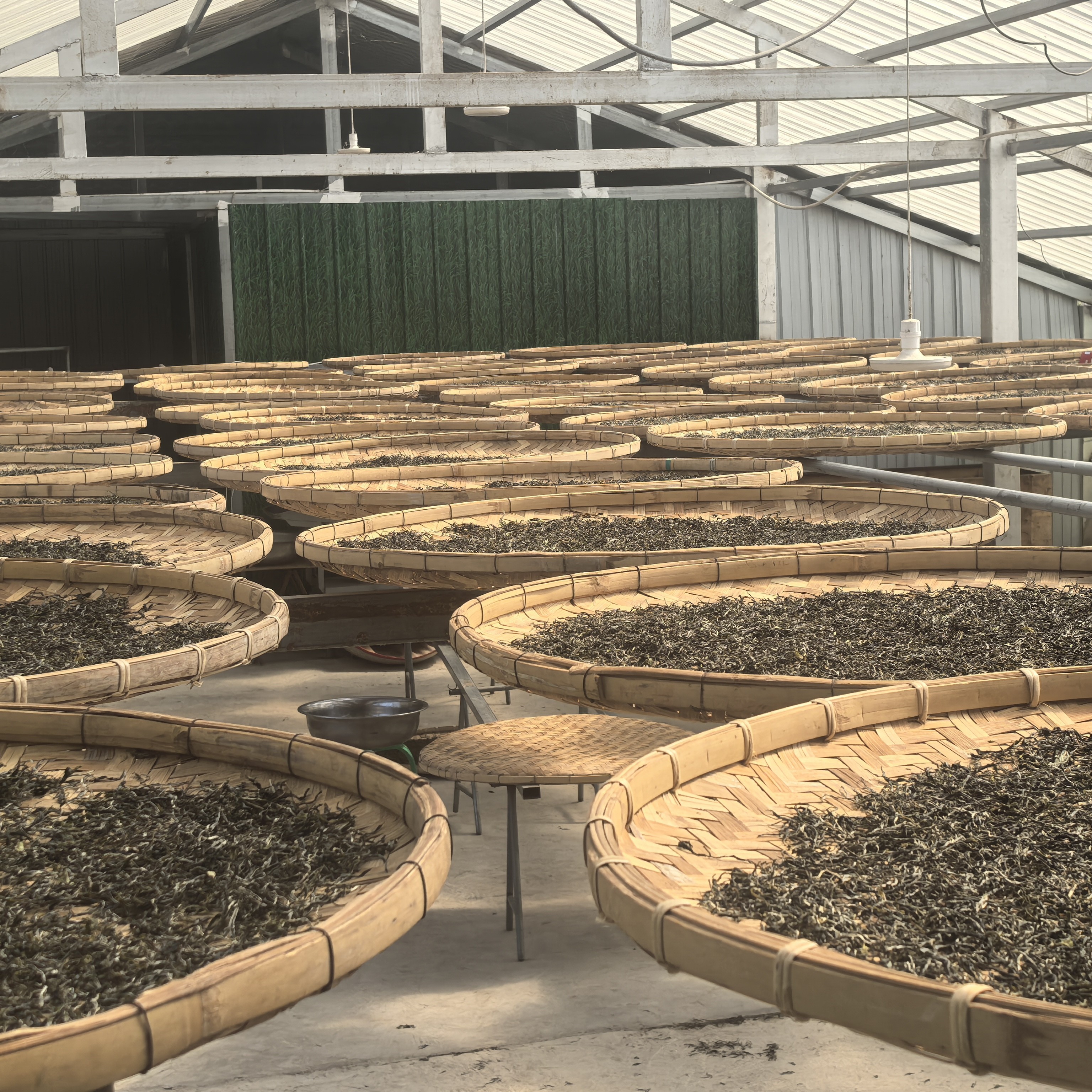 倚邦·YIBANG 2025年头春 生茶