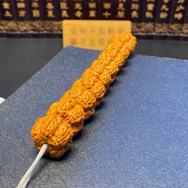 精品手持：绝情帝王花（5号）