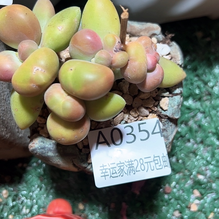 幸运的是我的朋友们