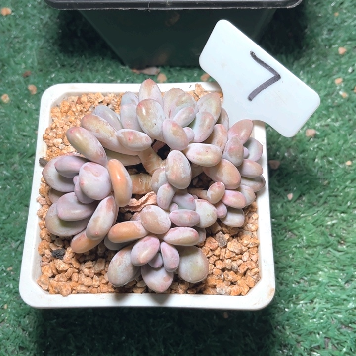 三明冶7号码牌子的话说