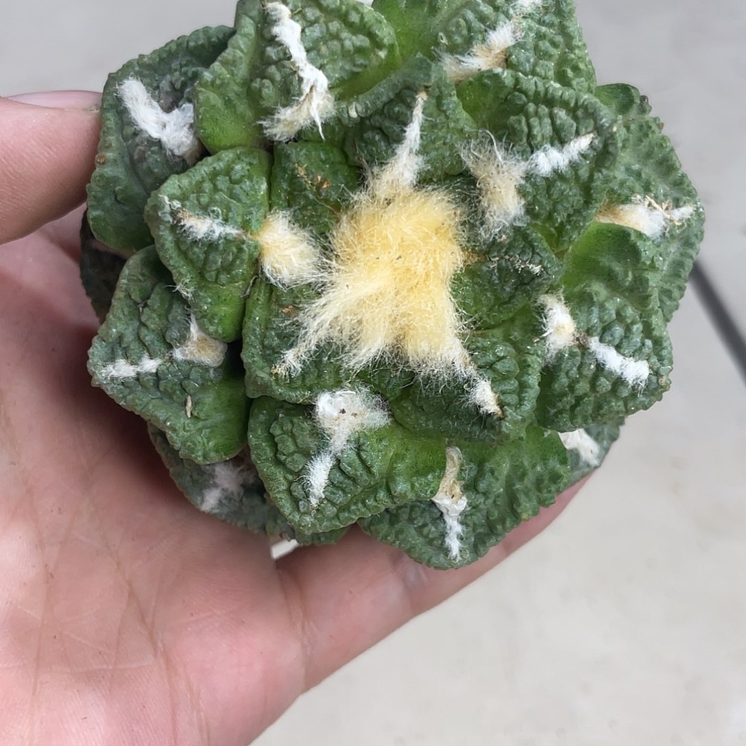 不***人自根特价荧光绿中金龟甲