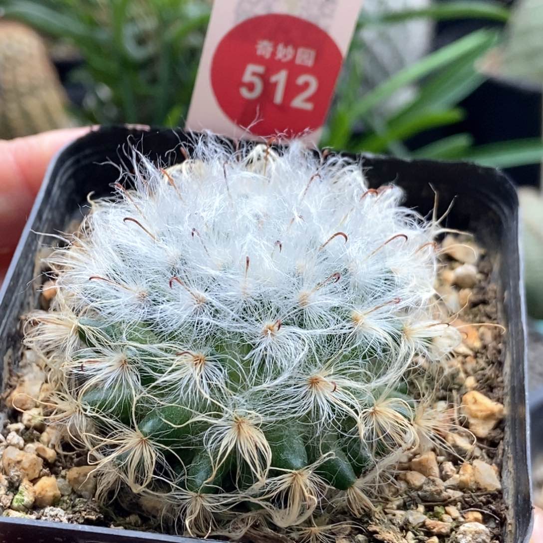 实生浓毛白云高砂一颗