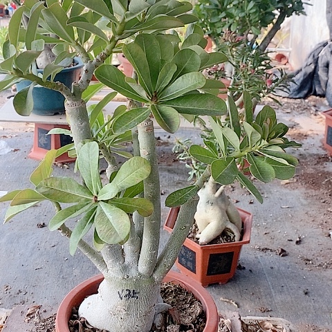 【闪购商品】无花朵林*