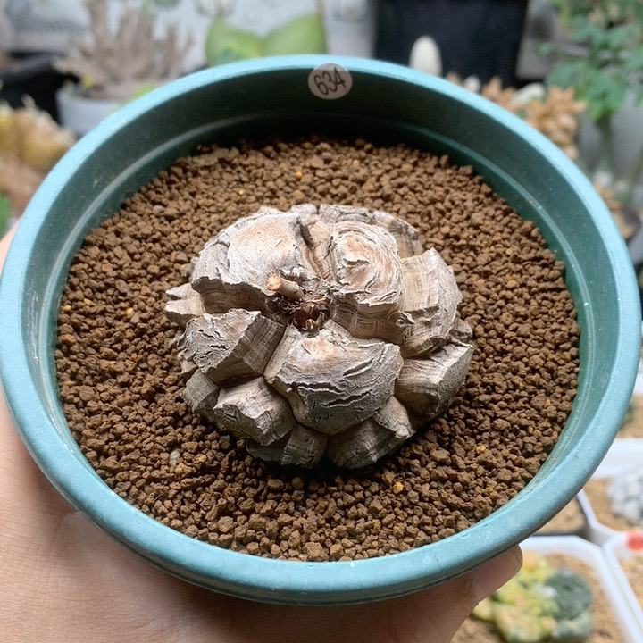 南非龟甲龙带盆6.1cm