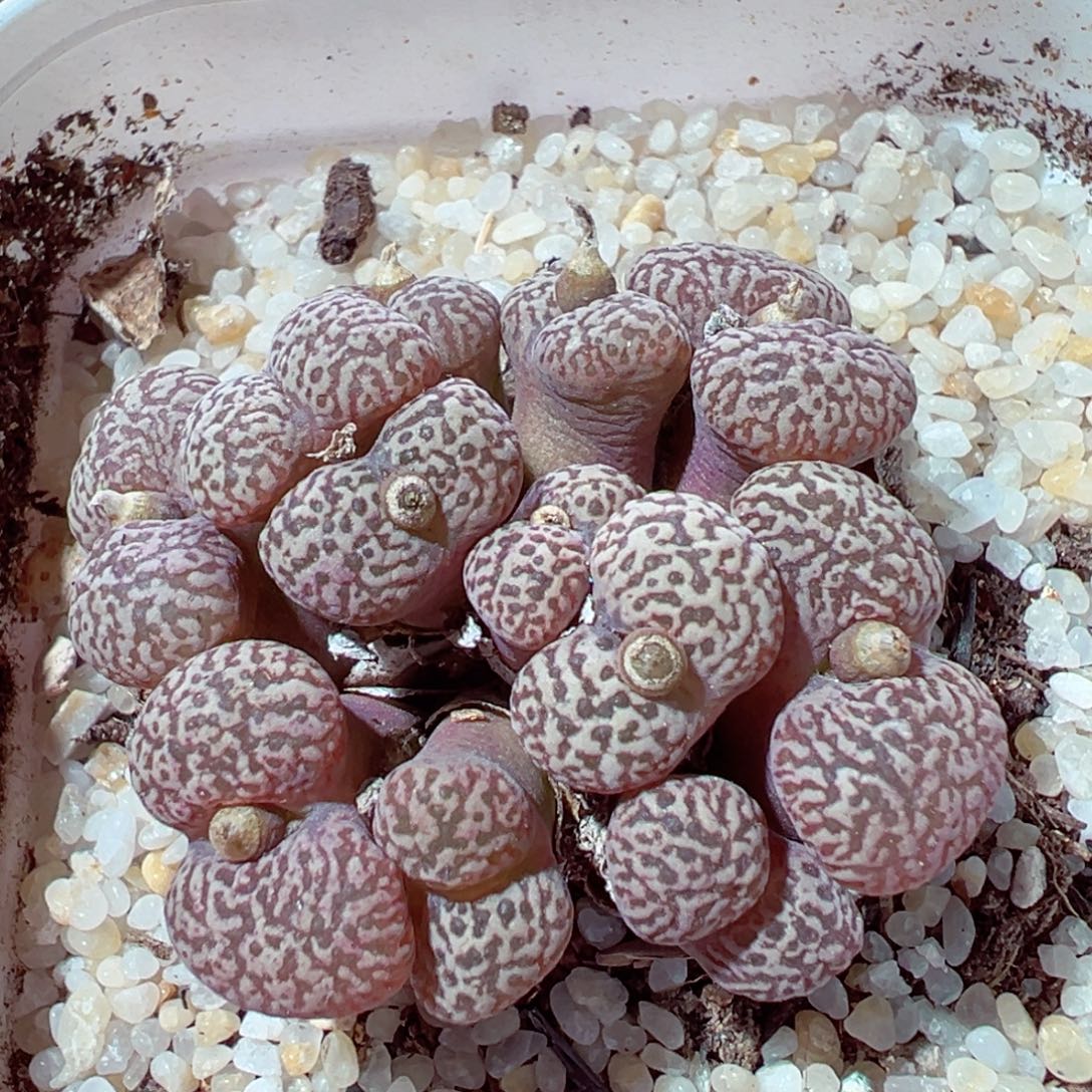 1211-456多肉多日群鸟