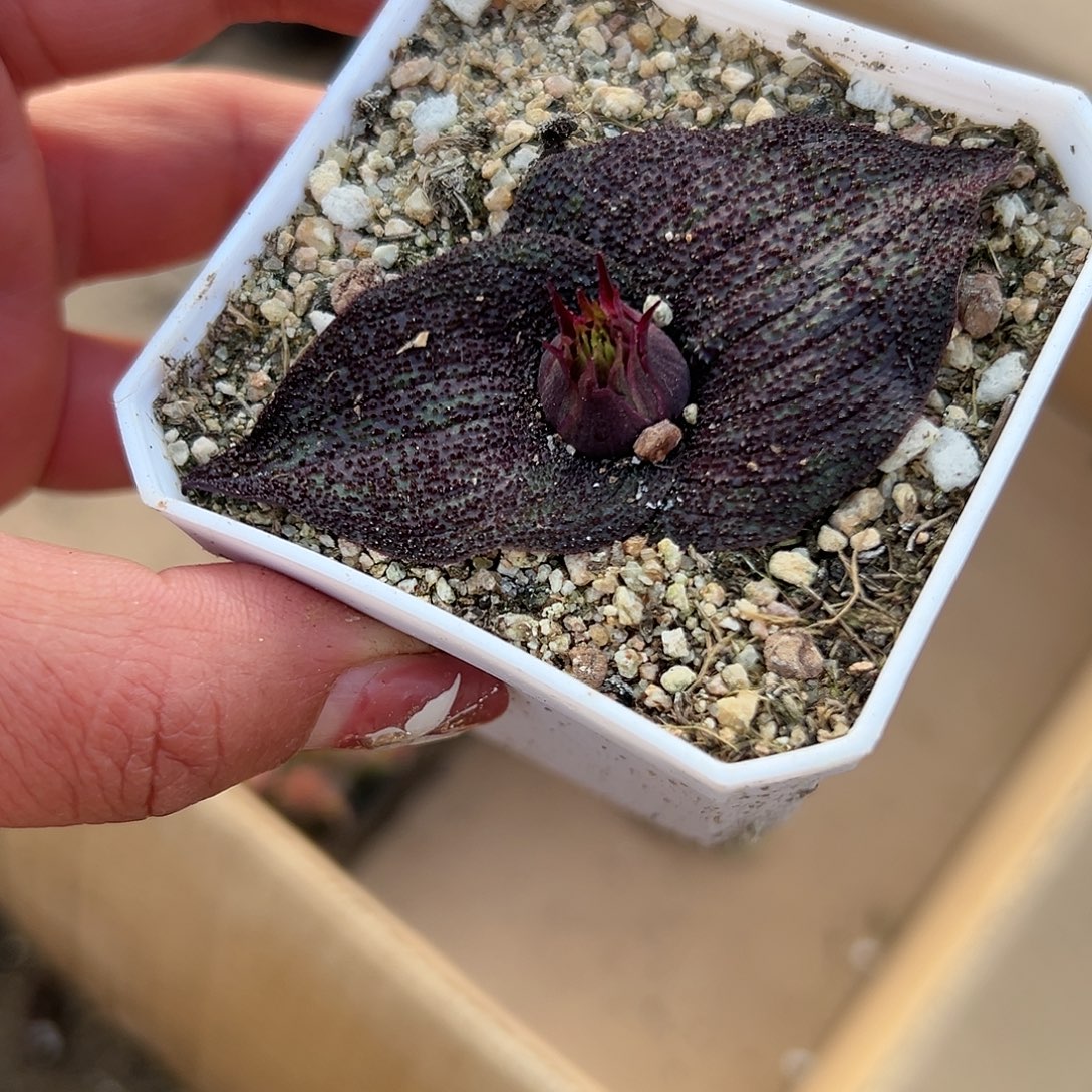 多肉植物紫镜单头