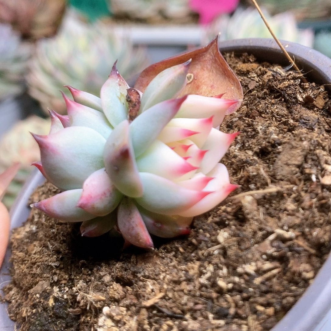 148宽锦半覆轮锦锦锦锦