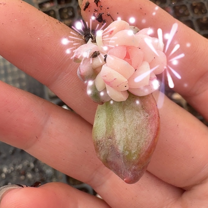 冰月亮锦一物一拍