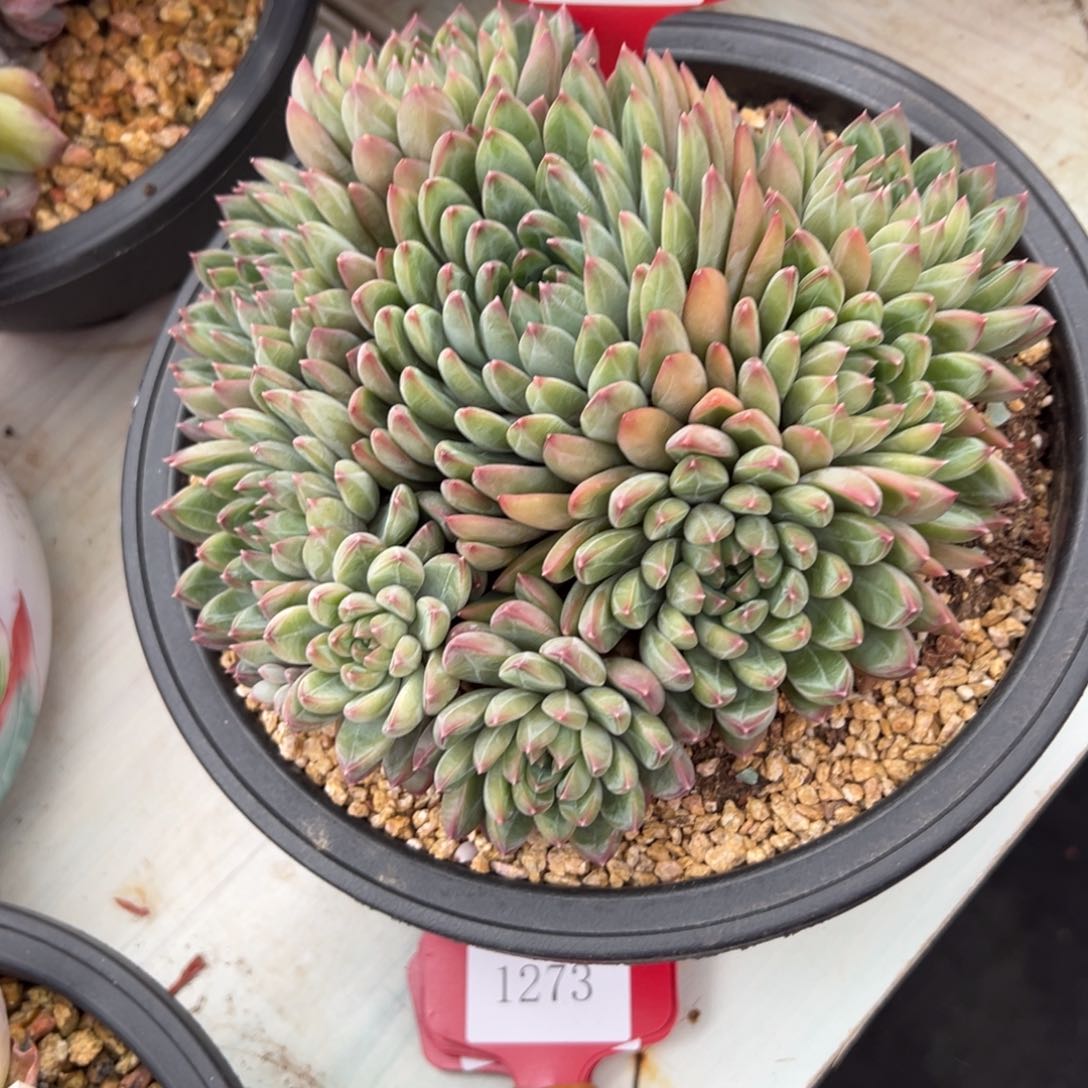 龙*1272肉多哦多么duo肉多哦