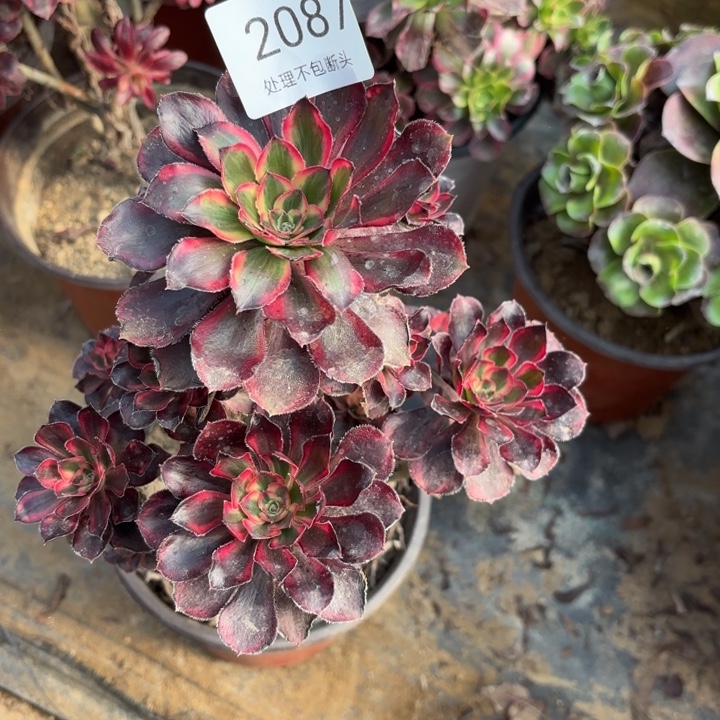 香奈儿多肉处理不包断头2087