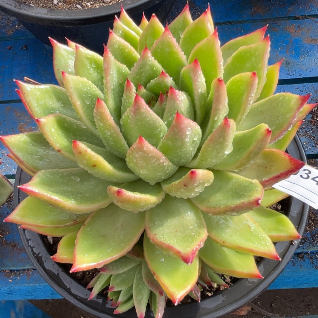 无花朵若茹东云单拍A034