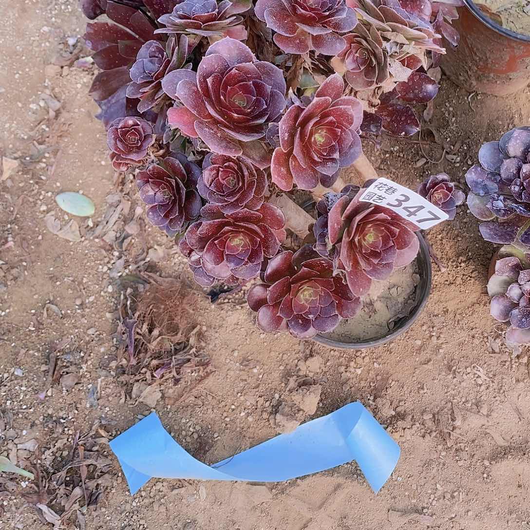 347 号一物一拍多肉植物