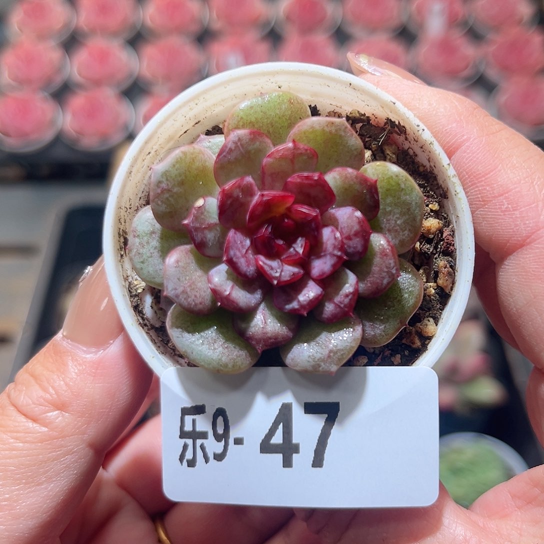 乐9-47 新品单头 