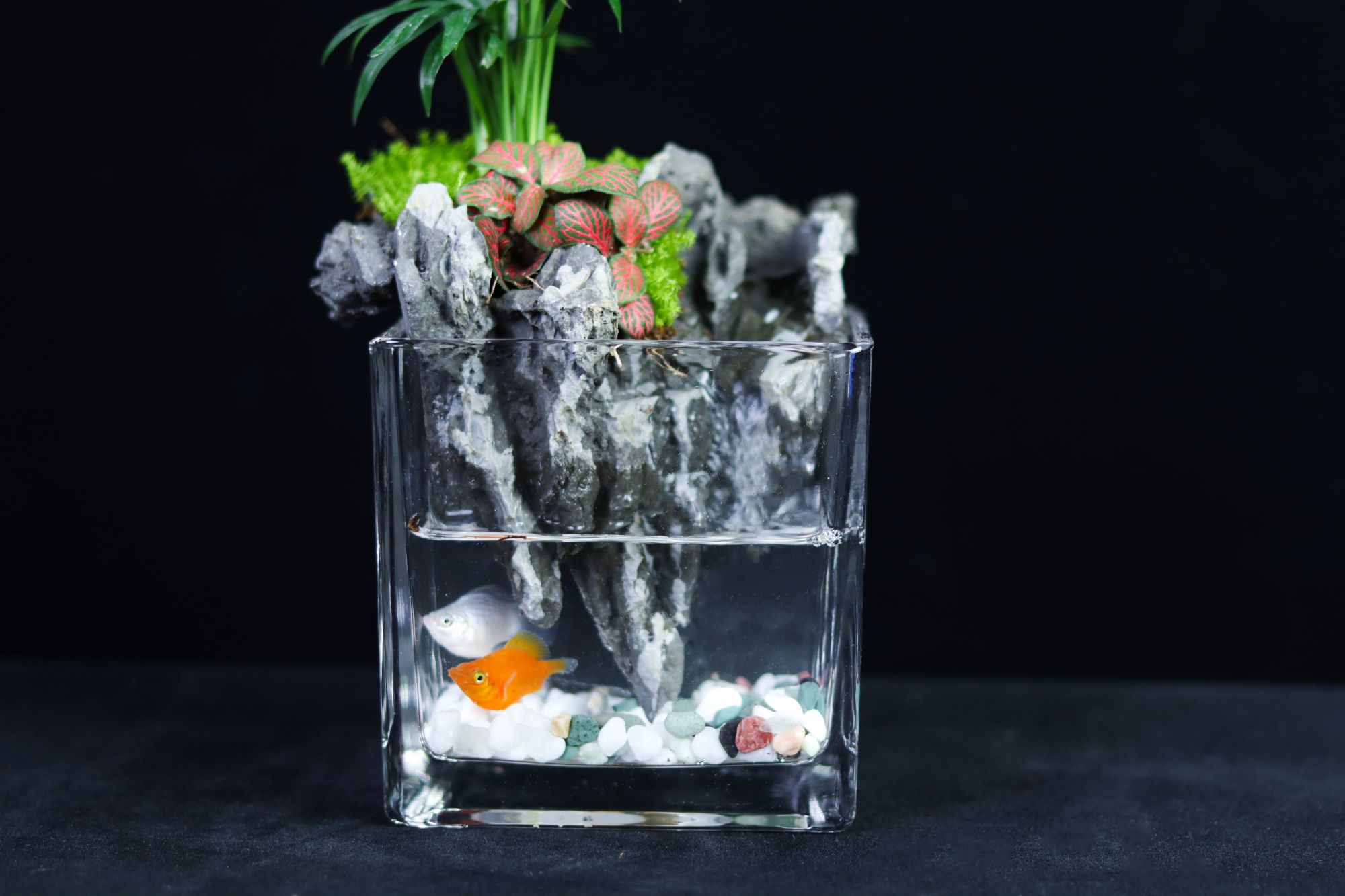 【听海】袖珍椰子中式流水摆件真植物桌面鱼缸点缀微景观12*12*12cm