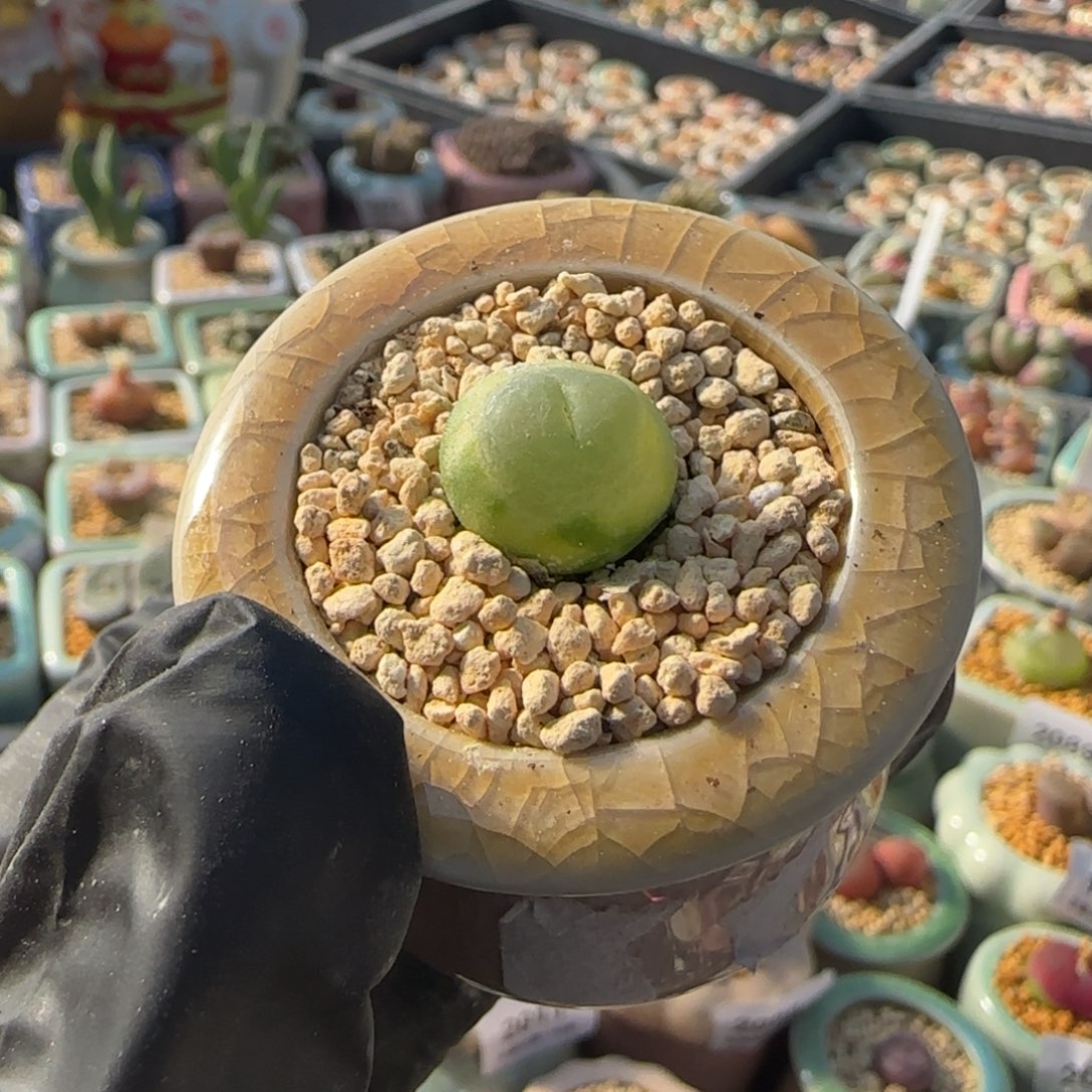 2100--一物一拍 带盆