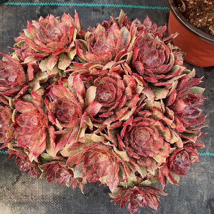 红拉丝法师图片多肉植物