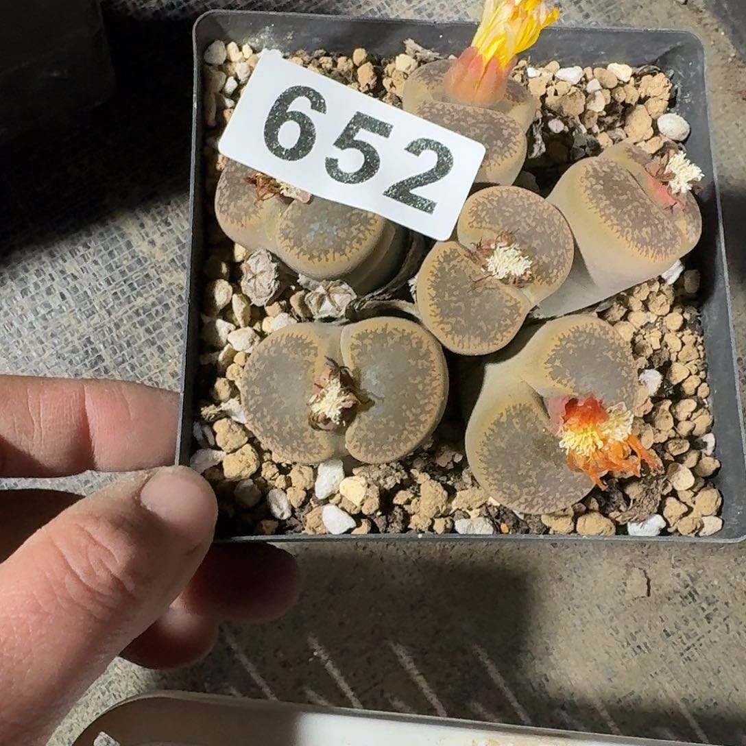 ****姿生石花一物一拍6头特价款652