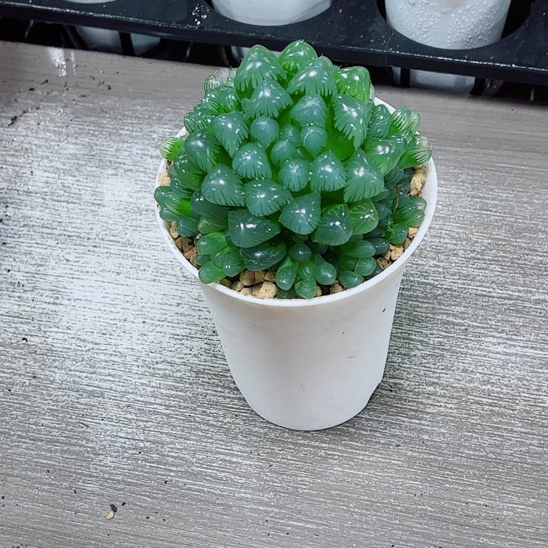 糯姬玉露一勿一拍