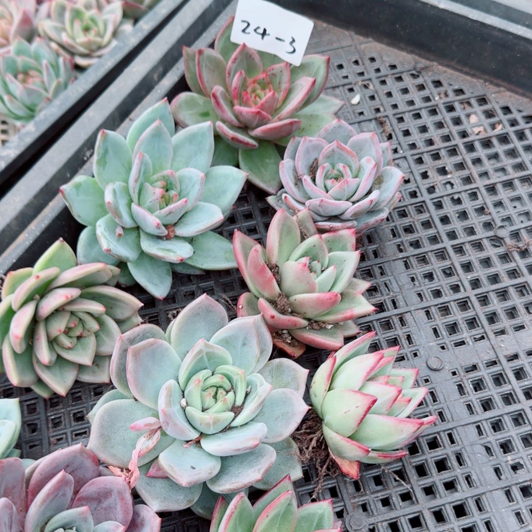 香槟混合十棵量拍24-3