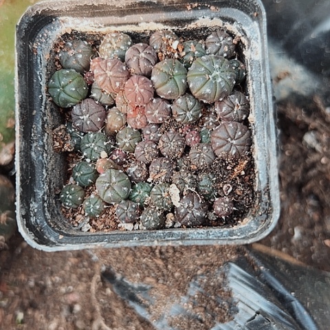 2679实生仙人球小苗