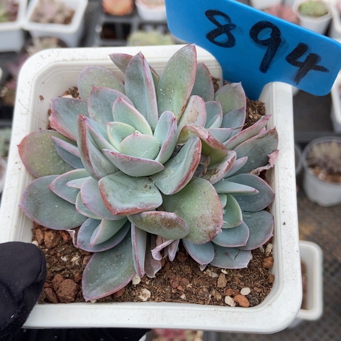 894布鲁蓝多肉植物