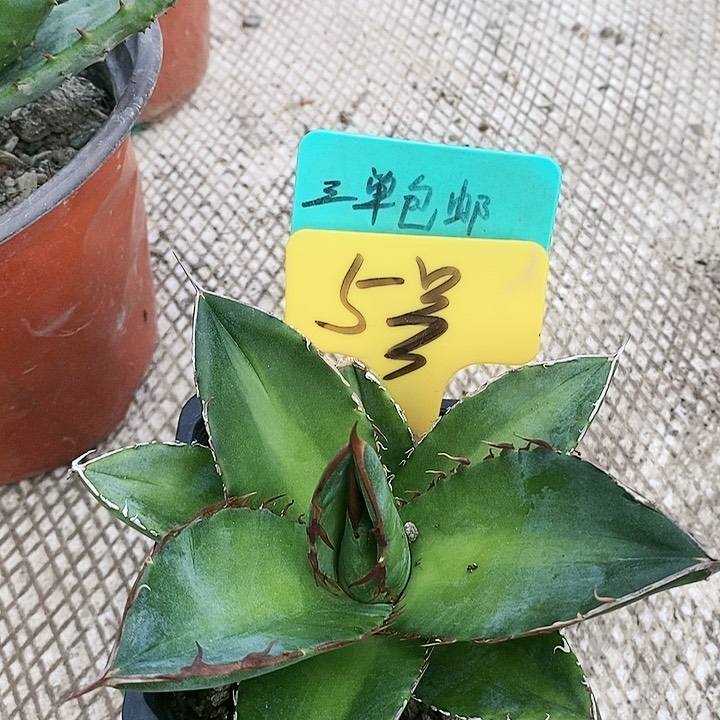 【闪购商品】无花朵龙舌兰狮尾