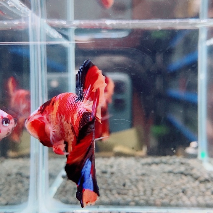 斗鱼黑248号巨斗将军