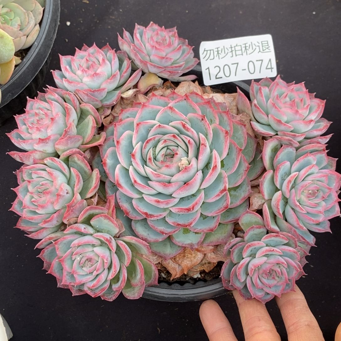 两单包邮1207-74侧影