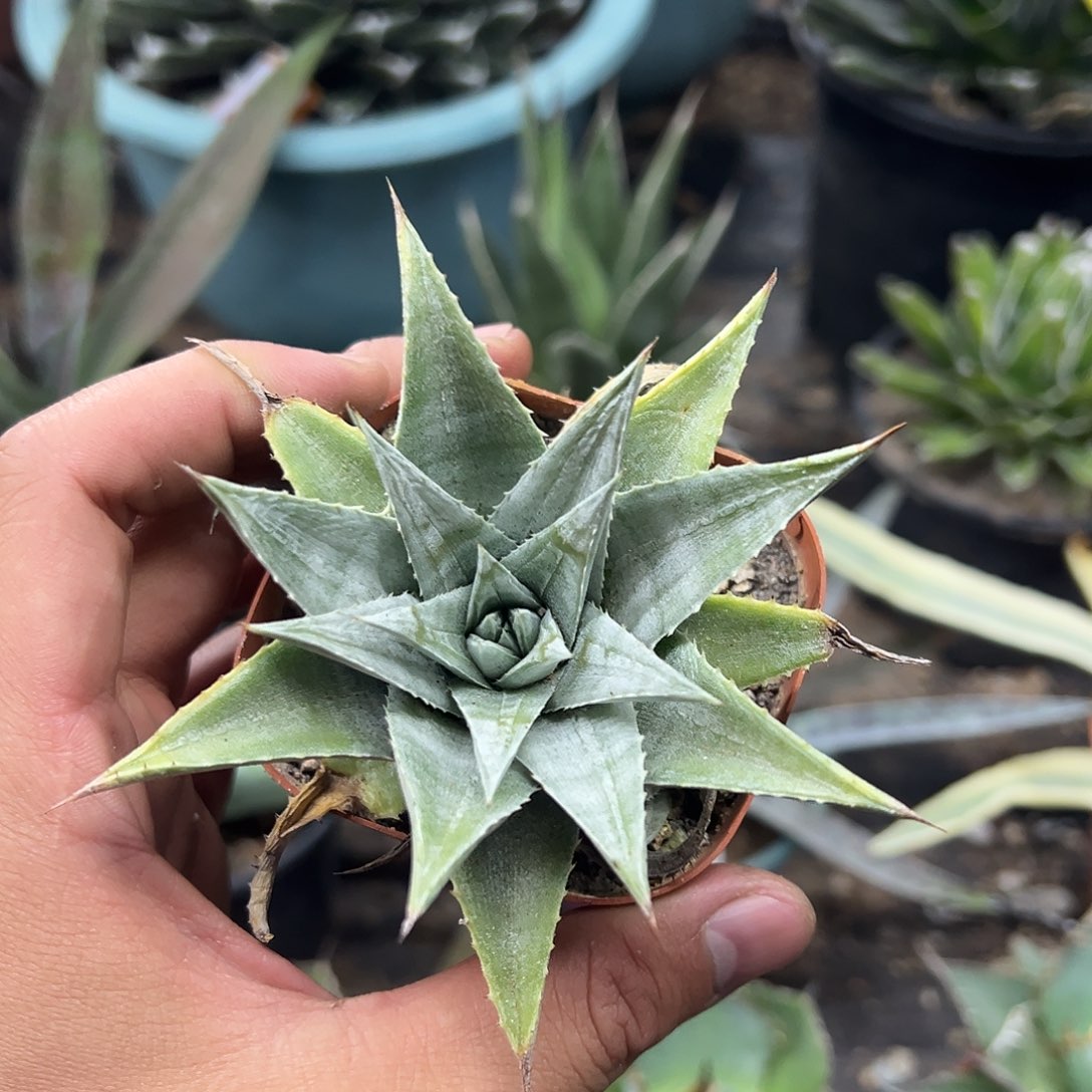 沙漠凤梨墨西哥菠萝
