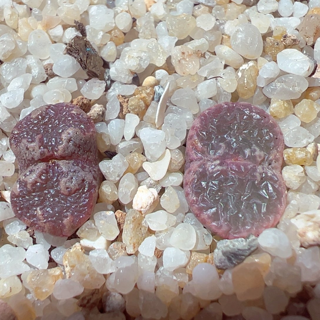 1231-517多肉多肉