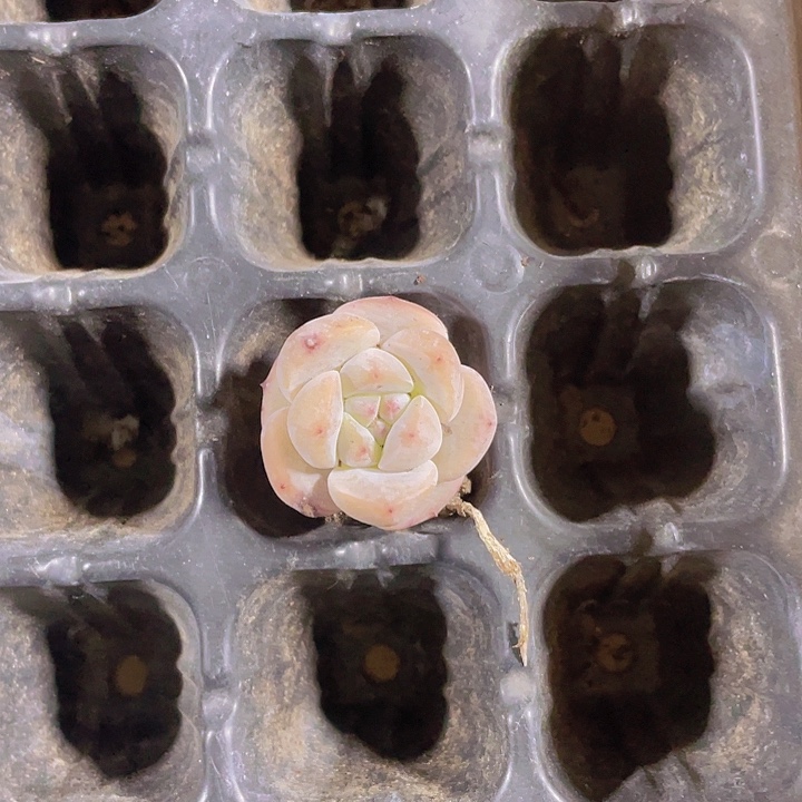 用****120精品草莓啵啵一颗