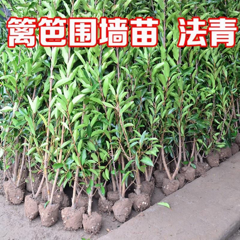 法国冬青珊瑚树大叶黄杨北海道树苗庭院绿化篱笆围墙植物四季常青