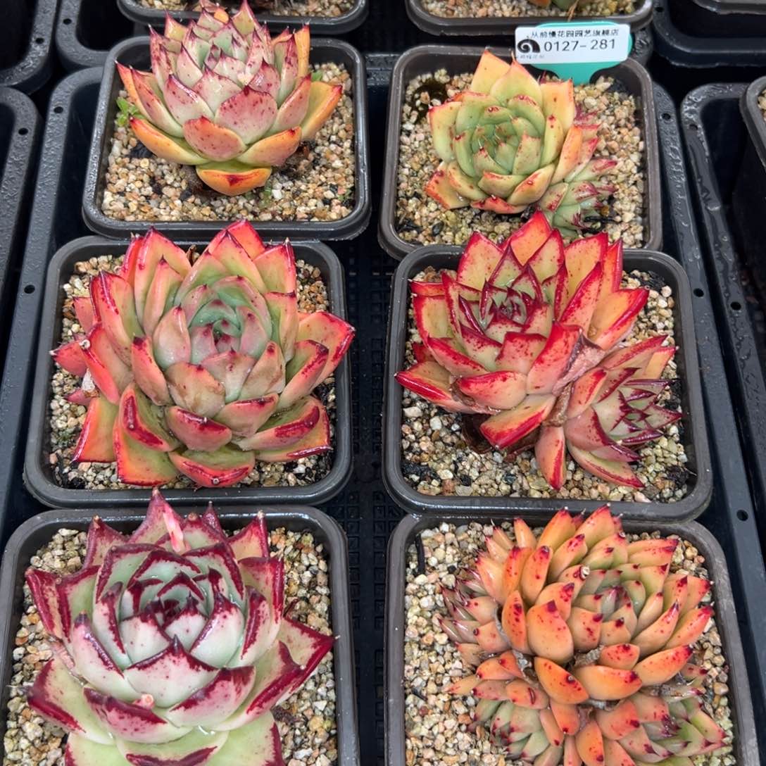 多肉一物一拍0127-281