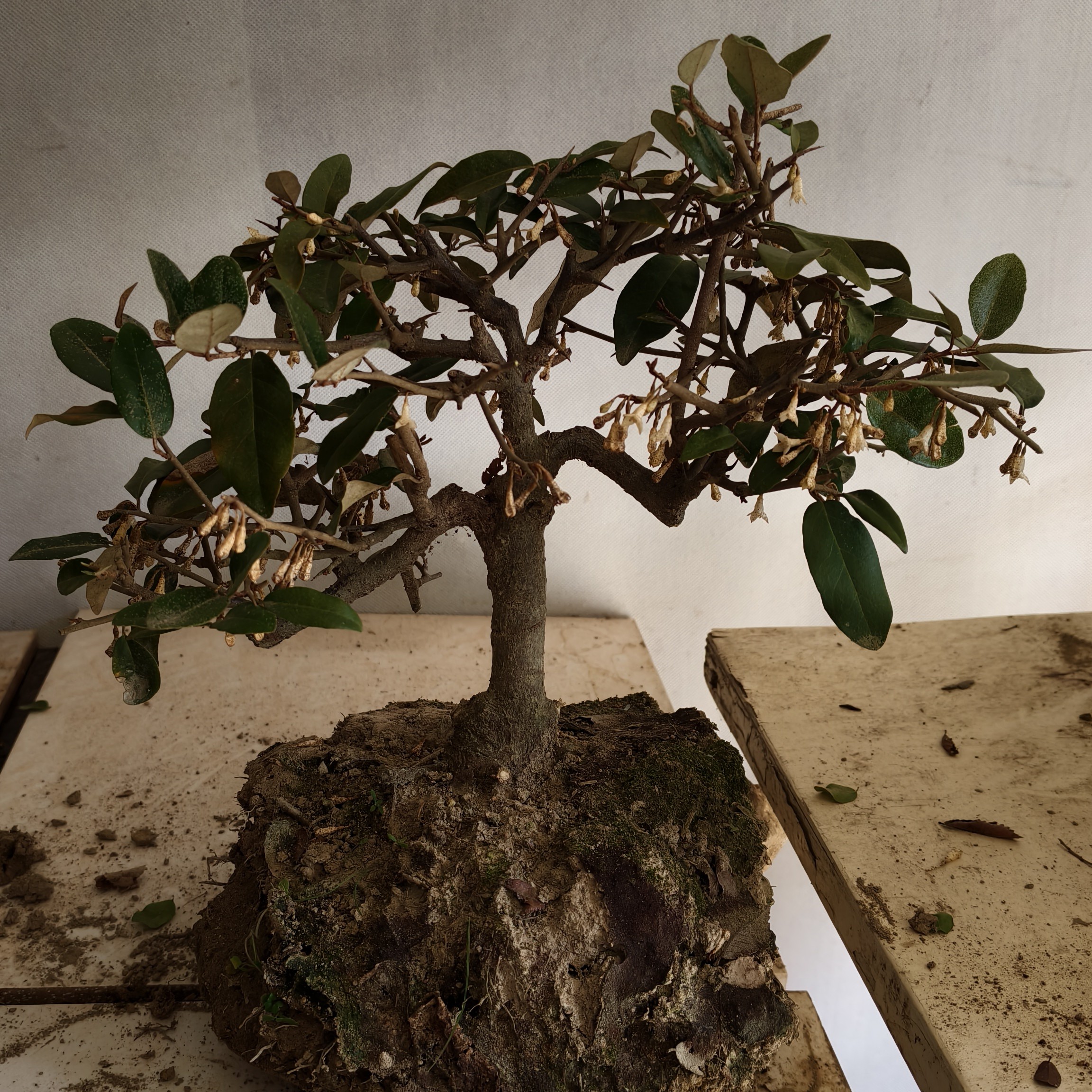 六月雪悬崖造型老桩盆景室内办公室绿植四季常青易活好养盆栽植物