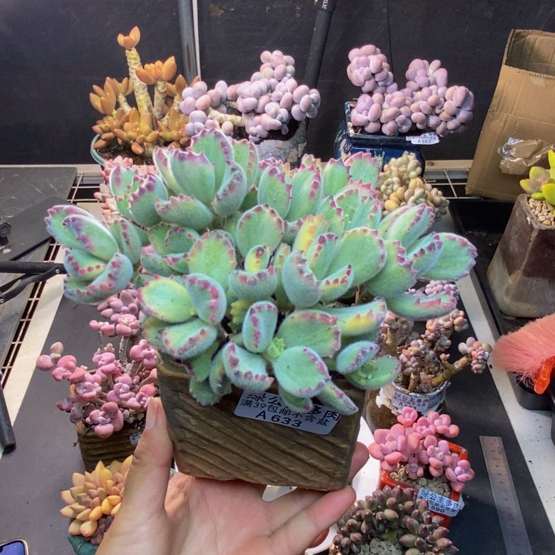 633彩熊轻微掉叶不包整