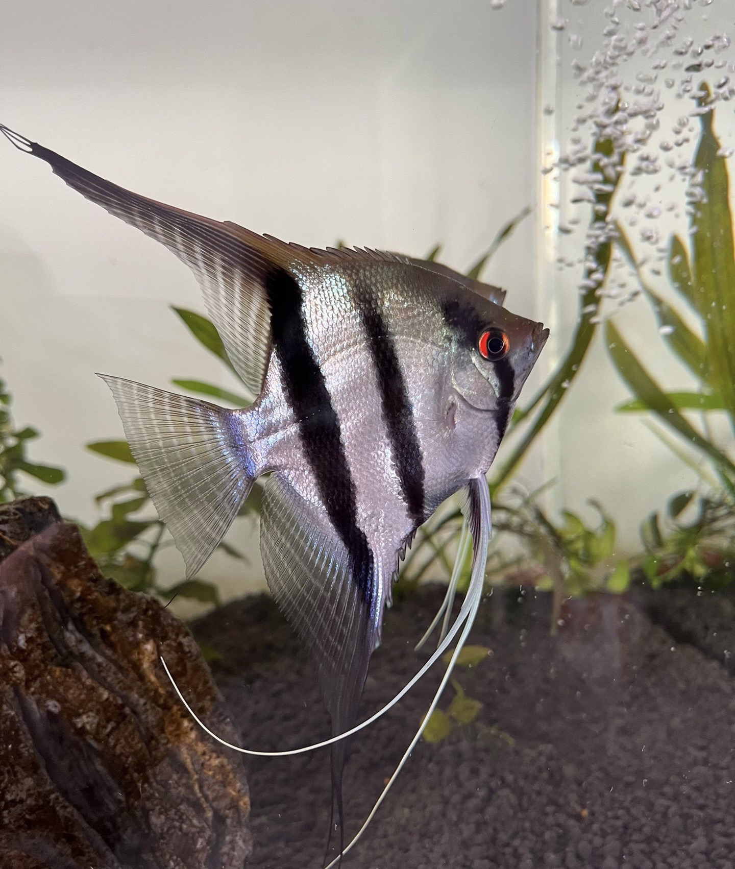 伊莎贝尔燕鱼神仙鱼七彩热带观赏鱼淡水小型鱼苗好养耐活