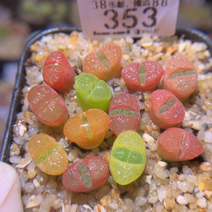 Sss精品生石花353