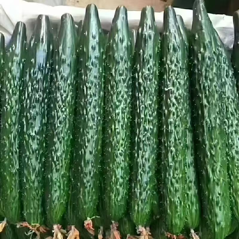 新鲜现摘水果蔬菜黄瓜生吃脆甜孕妇蔬菜脆嫩青瓜当季现发农家自种