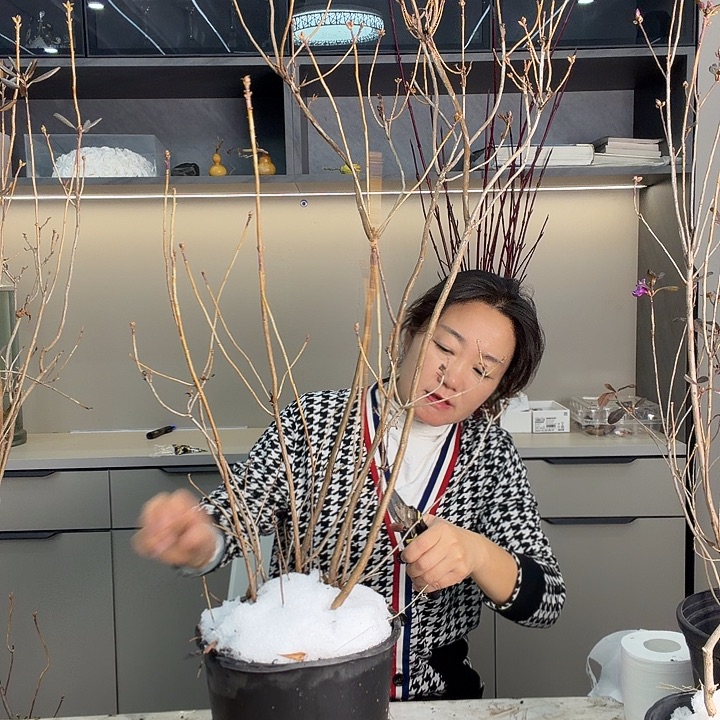 迎红杜鹃两加仑盆苗