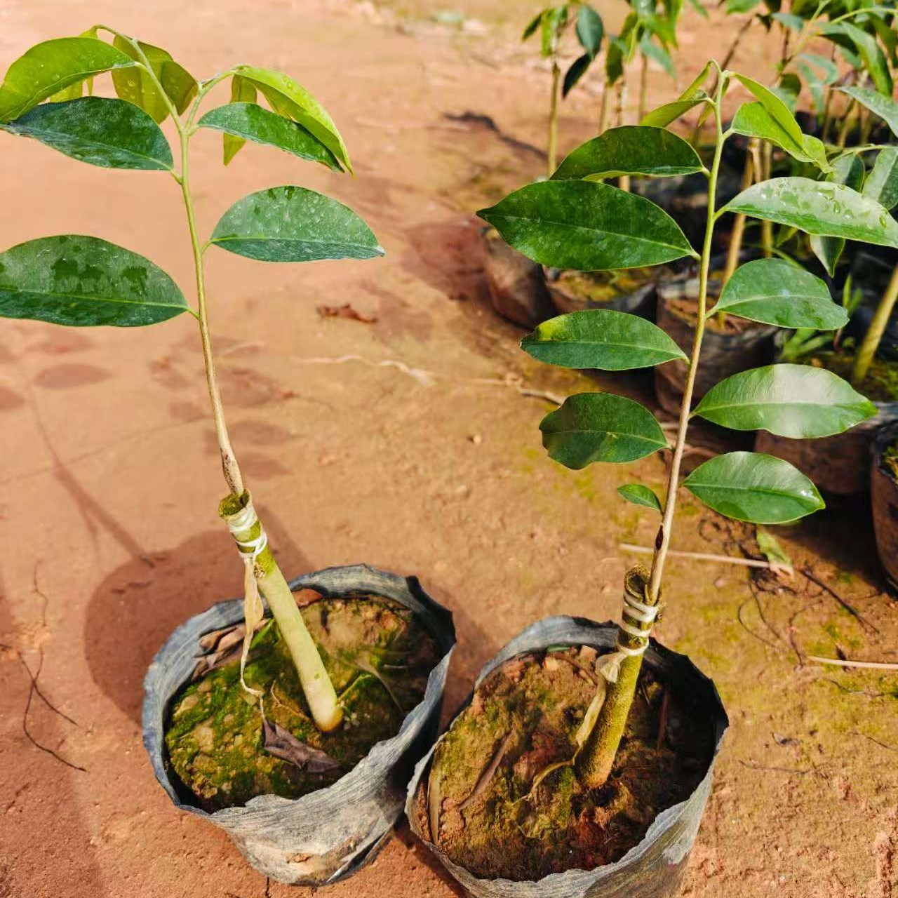 正宗一代苗虎斑2号小苗