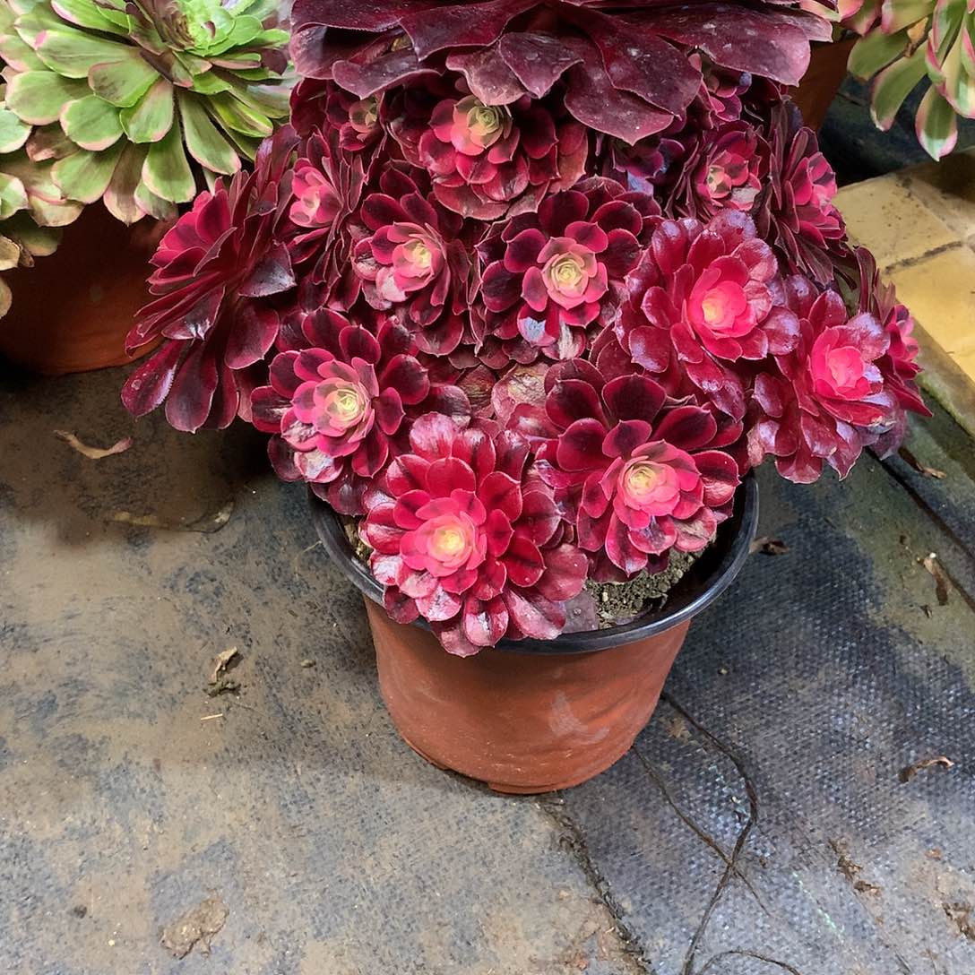 多肉多肉多肉多肉154