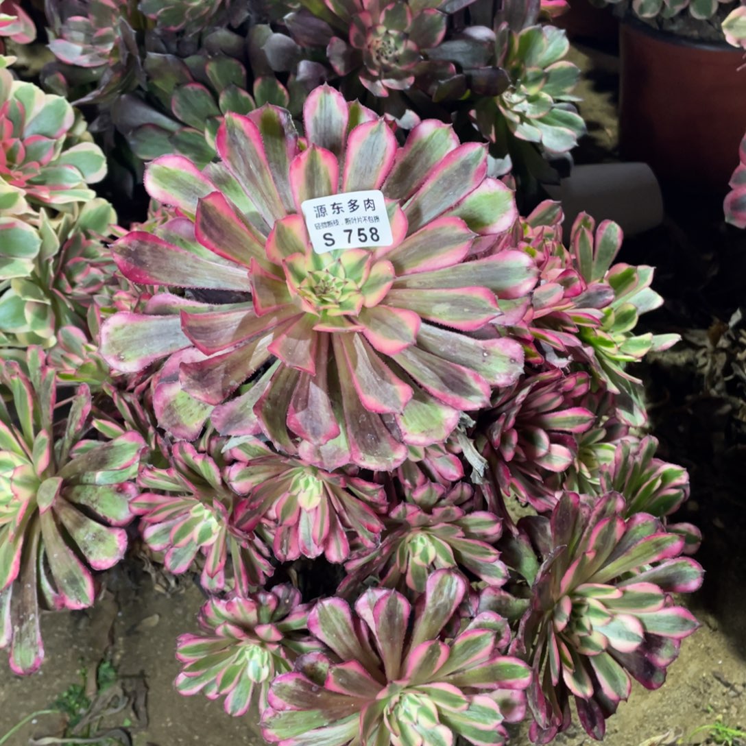 758红铜壶锦多肉法师断枝不包