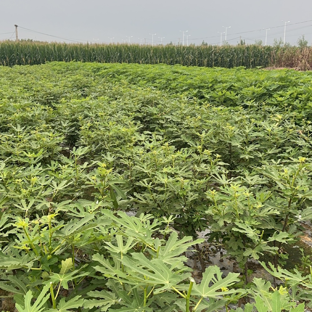 一物一拍一物一选无花果树
