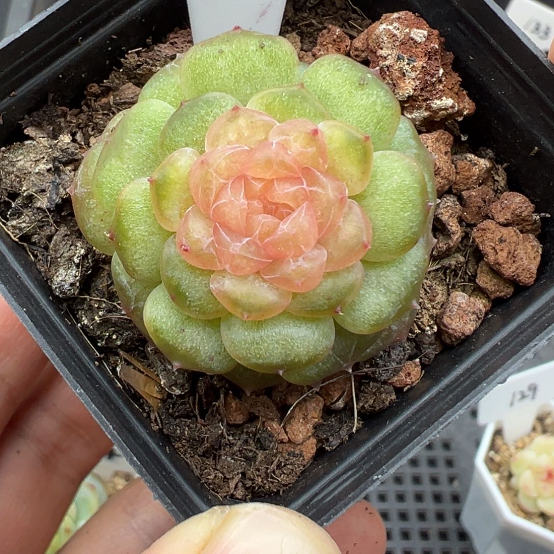 阿***杏320号流萤风花雪月