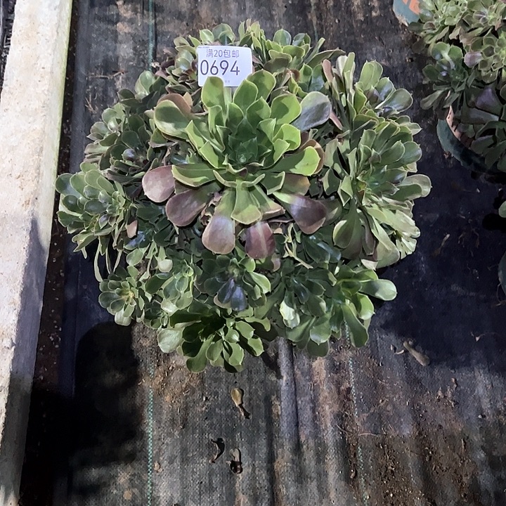 凯***50694七彩多肉植物