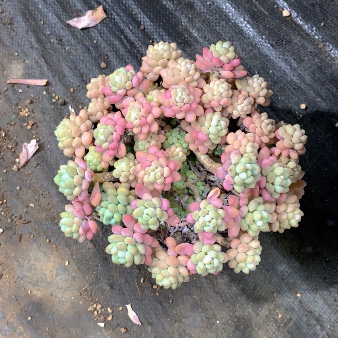 花***宿鱼子酱多肉植物大群