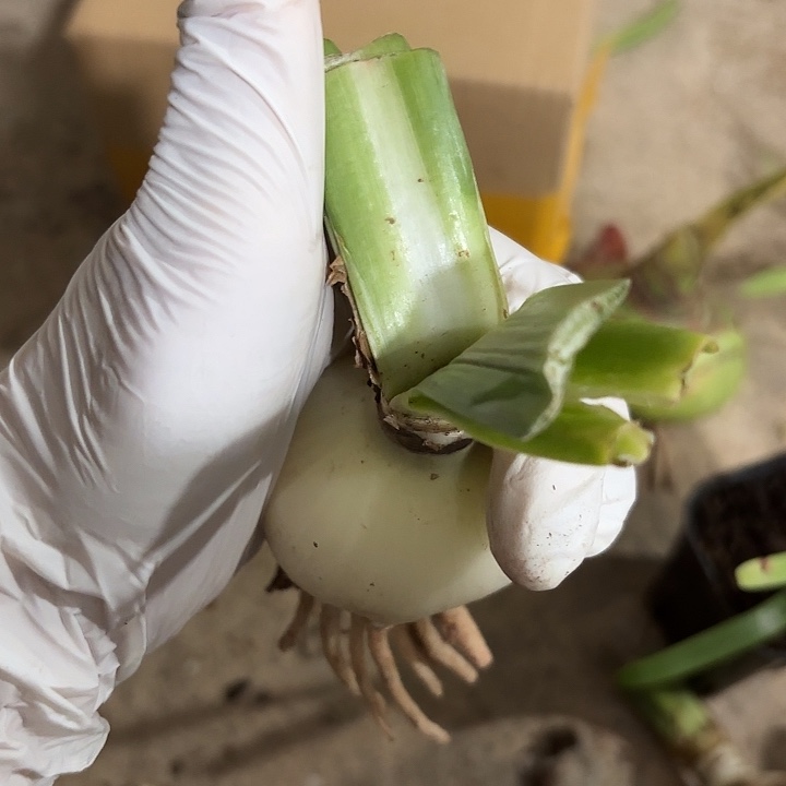 无花朵朱顶红杂交白肋盲盒5+