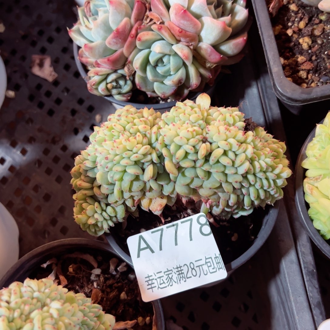 幸运的是我的朋友们