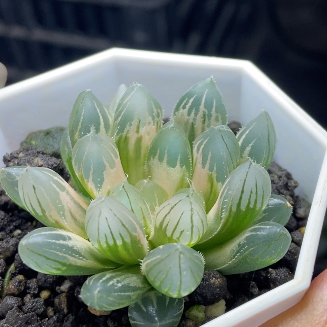 白糊斑霓虹灯玉露锦一物一拍